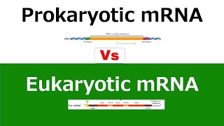 Prokaryotic mRNA Vs Eukaryotic mRNA [upl. by Elagibba]