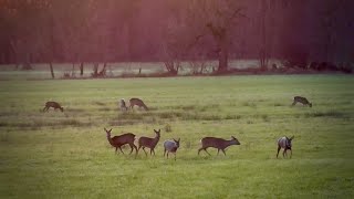 Drei auf einen Streich  Jagd auf Rehwild im Winter waidmannsheil [upl. by Chessy]