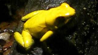 Male Golden Poison Dart Frog calls [upl. by Aitat184]