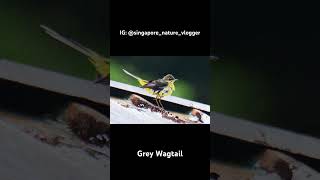 🐦 Grey Wagtail at Fraser’s Hill in Malaysia [upl. by Ahslek]