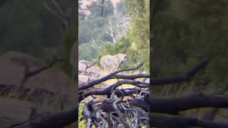 Getting barked at by an angry Arizona Coyote wildlife coyote hunting arizona mountains [upl. by Whatley236]