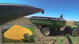 2013 Dryland Corn Harvest 1 [upl. by Faxen]