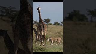 Newborn Giraffe Fights For Its Life  Brave But Unfortunate Calf [upl. by Cire546]