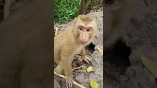 Wildlife monkey in Amber troop AFO240 animalfarmofficial monkeyvideos [upl. by Babbette]