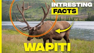 Discovering Wapiti Majestic Facts About North American Elk [upl. by Nakasuji]