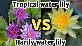 Difference Between Tropical Water Lily And Hardy Water Lily 😲😱 waterlilyplant waterlily [upl. by Yokoyama867]