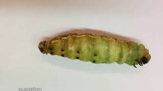 From Larva to Pupa Pupation of Manduca sexta [upl. by Auguste236]