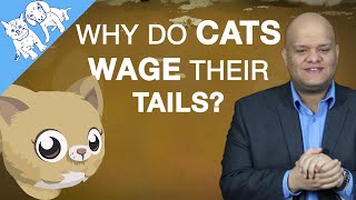 Why Do Cats Wag Their Tails [upl. by Alys]