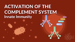 IMMUNOLOGY  Activation of the complement system [upl. by Eido921]