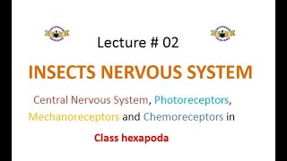 Insects Nervous System [upl. by Karie]