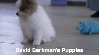 David Barkmans Pomeranian Puppies [upl. by Swerdna]