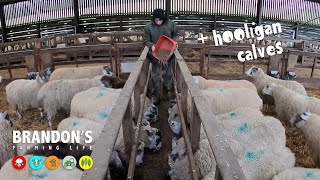 Sheep shed setup for lambing [upl. by Elohcin]