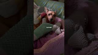 Miniature Pinscher Dog and Her Toy shortvideo shorts dog minipinscher [upl. by Ihsar351]