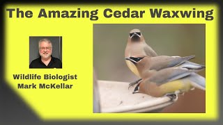 The Amazing Cedar Waxwing [upl. by Humph654]