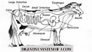 The digestive system of a cow [upl. by Ainegul]