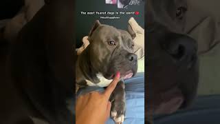 XL Bully Lovers Will Regret Not Watching This Heartwarming Video puppy pitbull shorts [upl. by Claudio]