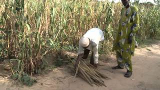 Cultiver ensemble  Lintensification agricole au Niger [upl. by Lesoj460]