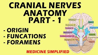 Cranial Nerves Anatomy  Cranial Nerves and their Functions  Part 1 anatomy medicine [upl. by Nnylav585]