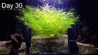 Easiest NO CO2 Aquarium Plant for Beginners After 30 days growth [upl. by Doe409]