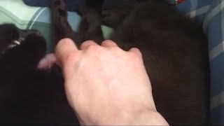 Grabbing my cats tongue while shes licking me [upl. by Beckerman928]