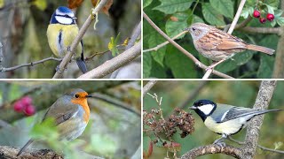 Birds Among the Autumn Leaves [upl. by Ern971]