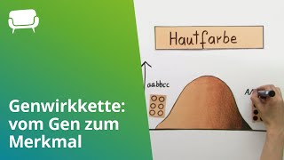 Genwirkkette vom Gen zum Merkmal  Biologie  Genetik [upl. by Lilli551]