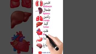 Body parts اسماء اعضاء الجسم english arabic arabiclenguage education englishvocabulary [upl. by Winsor]