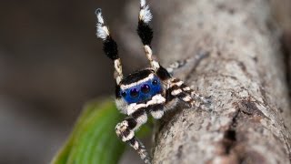 Peacock Spider 13 Maratus personatus [upl. by Calabrese]