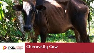 Cheruvally Cow Cattle breed Kerala  India Video [upl. by Doreen389]