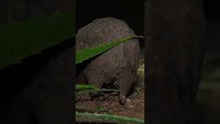 Weak Pangolin Struggles to Find Food pangolin wildliferescue shorts [upl. by Anirac168]