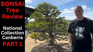 Bonsai Tree Review of National Bonsai Collection Canberra Part 1 Deciduous trees [upl. by Clemens499]