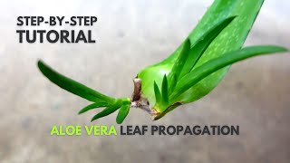 Aloe vera Leaf Propagation A StepByStep Guide [upl. by Britton]