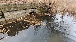 “PIPE EXPLOSION” Beaver Dam Bursts Through Culvert While Unclogging [upl. by Gardell]