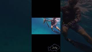 Keys Spearfishing [upl. by Ocisnarf]