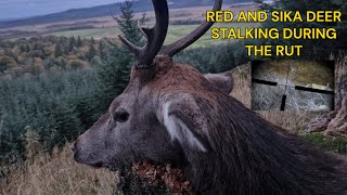 Red And Sika Deer Stalking During The Rut [upl. by Elfreda]