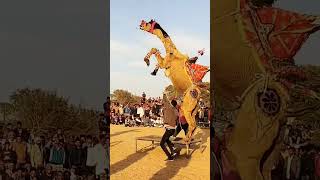 camel dance camelfestival camelmela camellife dj camelculture camels trending reels shortv [upl. by Lledyr]