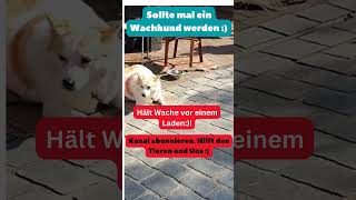 Wachhund vor Ladengeschäft Dafür wurde er quotEingestelltquot  Note 6 [upl. by Minda]