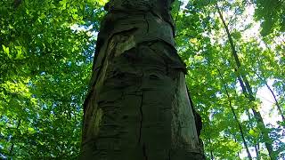 Do Not Vandalize Trees  American Beech Tree  Plymouth Township  Michigan [upl. by Aneeras]