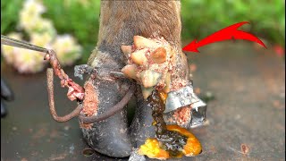 Poor Cows Leg PIERCED by Iron Bar FULL of Pus and Worms 🐄 satisfying 181102 [upl. by Ammon]