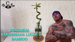 DRACAENA SANDERIANA LUCKY BAMBOO аСм [upl. by Yreffej32]