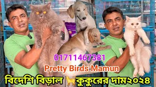 Persian cat price in Bangladesh  বিদেশি বিড়াল 🐈 কুকুরের দাম ২০২৪ [upl. by Boyt103]