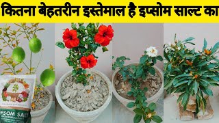 मैग्नीशियम सल्फेट का सही इस्तेमाल कैसे करें  How To Use Epsom Salt For Plants Growth [upl. by Aelsel]