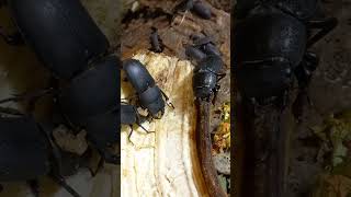 Why Stag Beetles Dorcus Are Feeding amp Fighting for Food Kyiv Ukraine 22062023 [upl. by Harrison]