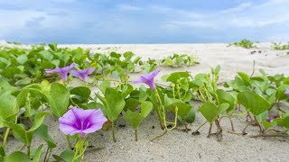 Beach Morning Glory [upl. by Iinden]