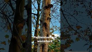 herfst paddestoelen like subscribe westerbork vlog [upl. by Hofmann]