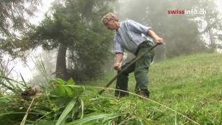 Keeping ancient hay making tradition alive [upl. by Neelrak]