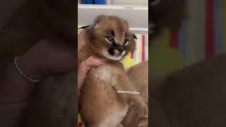 Каракальчики 14 дней деткам cats cat kitten caracal animals животные каракал floppa [upl. by Clymer]