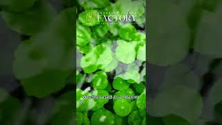 Hydrocotyle Verticillata Whorled Pennywort Aquarium amp House Plants garden juneteenth [upl. by Dona]