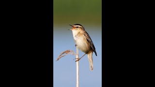 Sedge Warbler Singing shorts [upl. by Renaldo837]