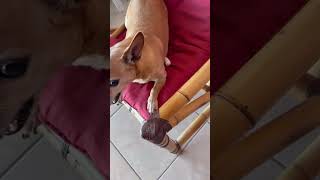 Pinscher querendo colocar colírio em seu olho e fica bravo ￼ [upl. by Soma]